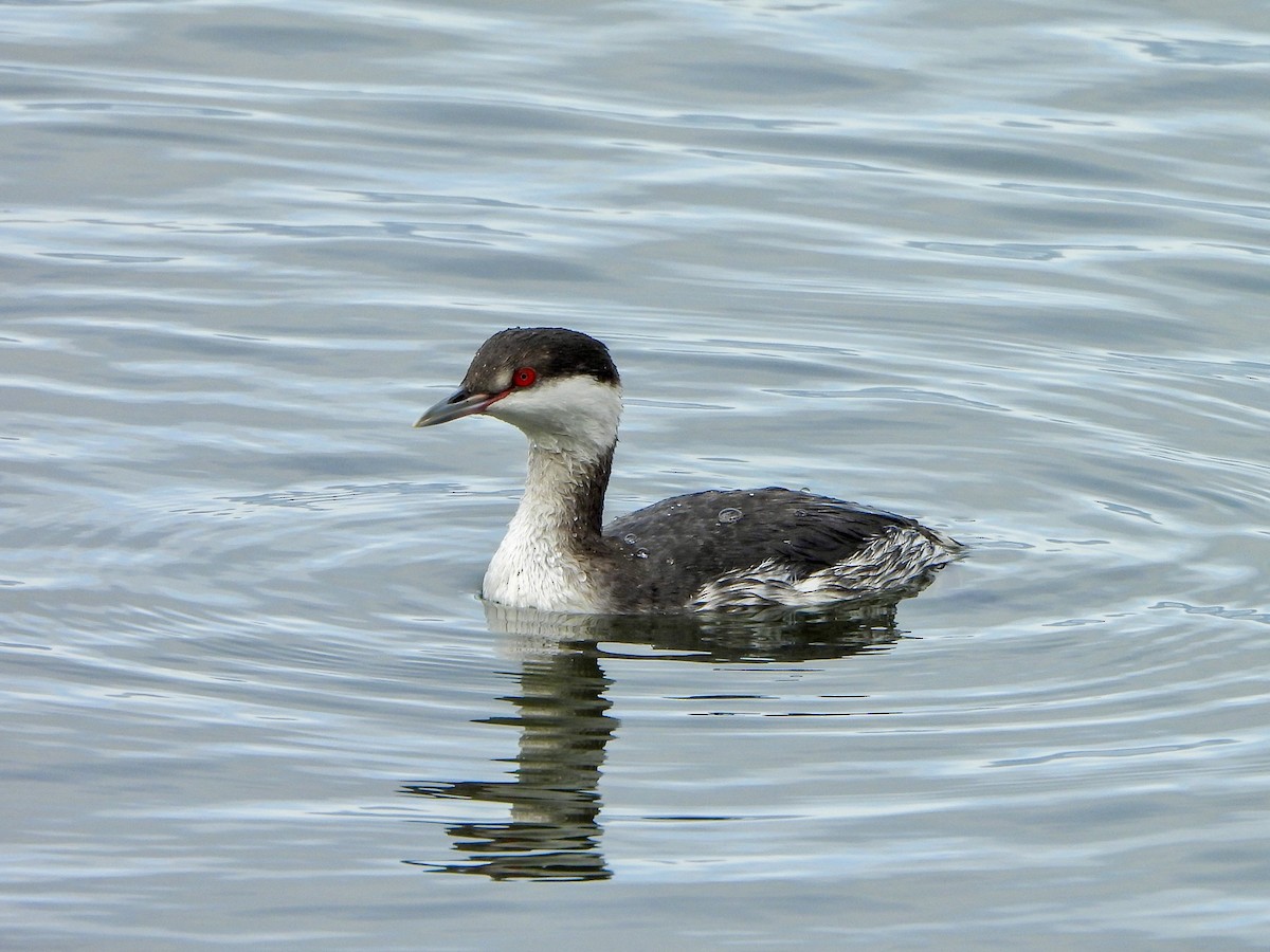 ミミカイツブリ - ML647211858