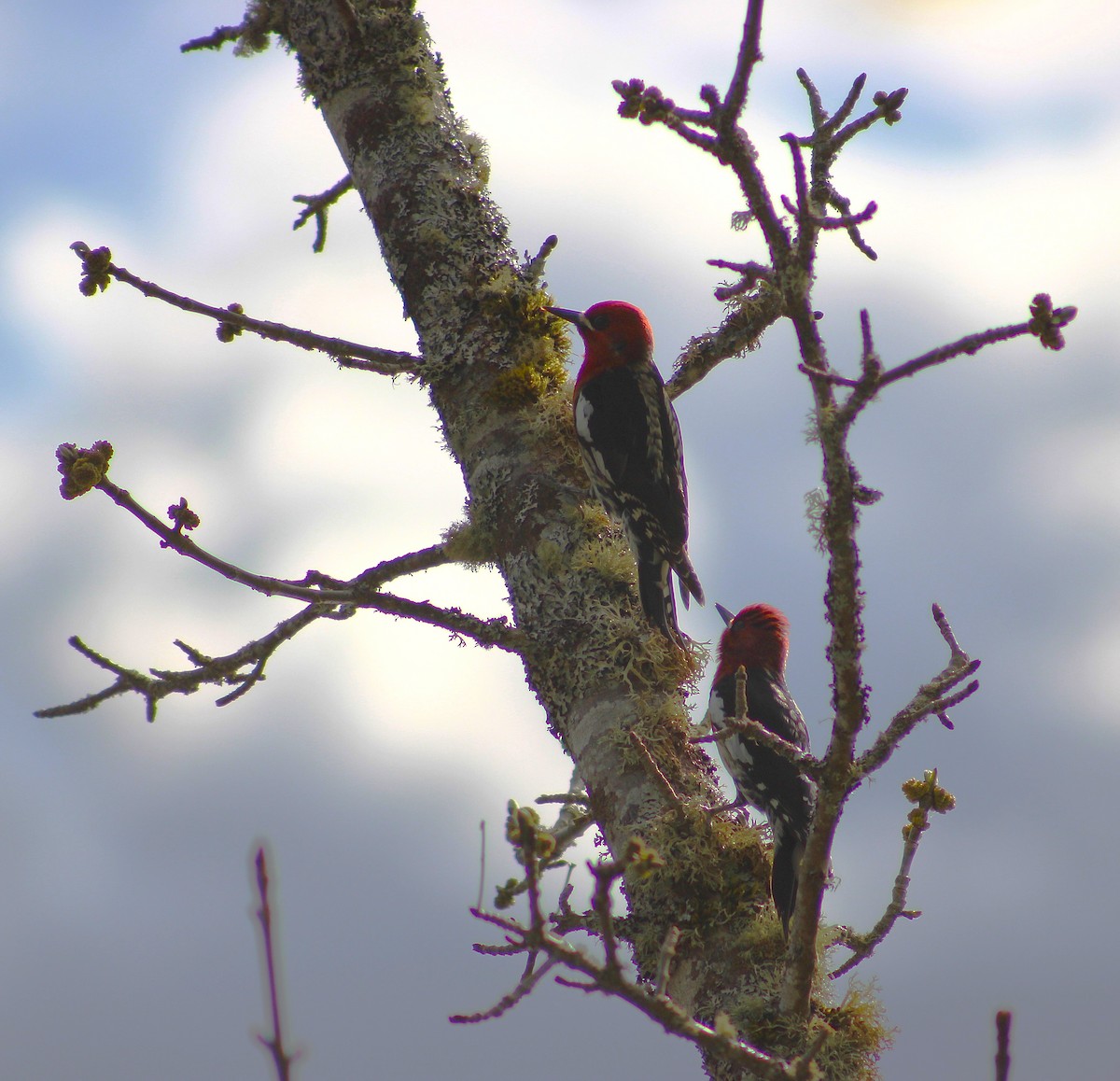 ムネアカシルスイキツツキ - ML647211859