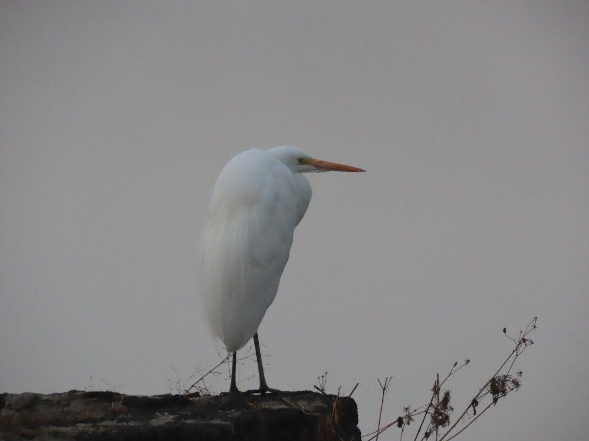 ダイサギ（egretta） - ML647211861