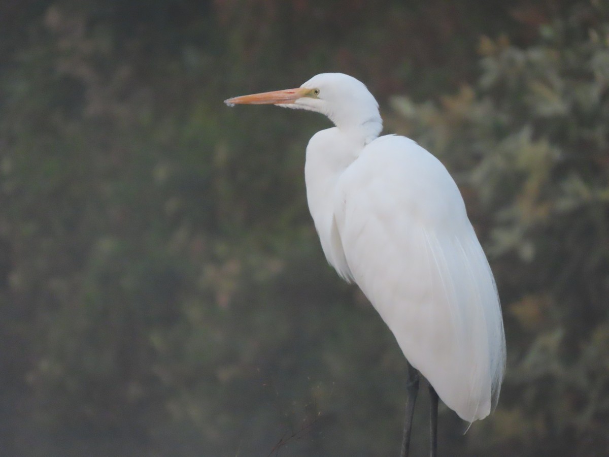 ダイサギ（egretta） - ML647211863