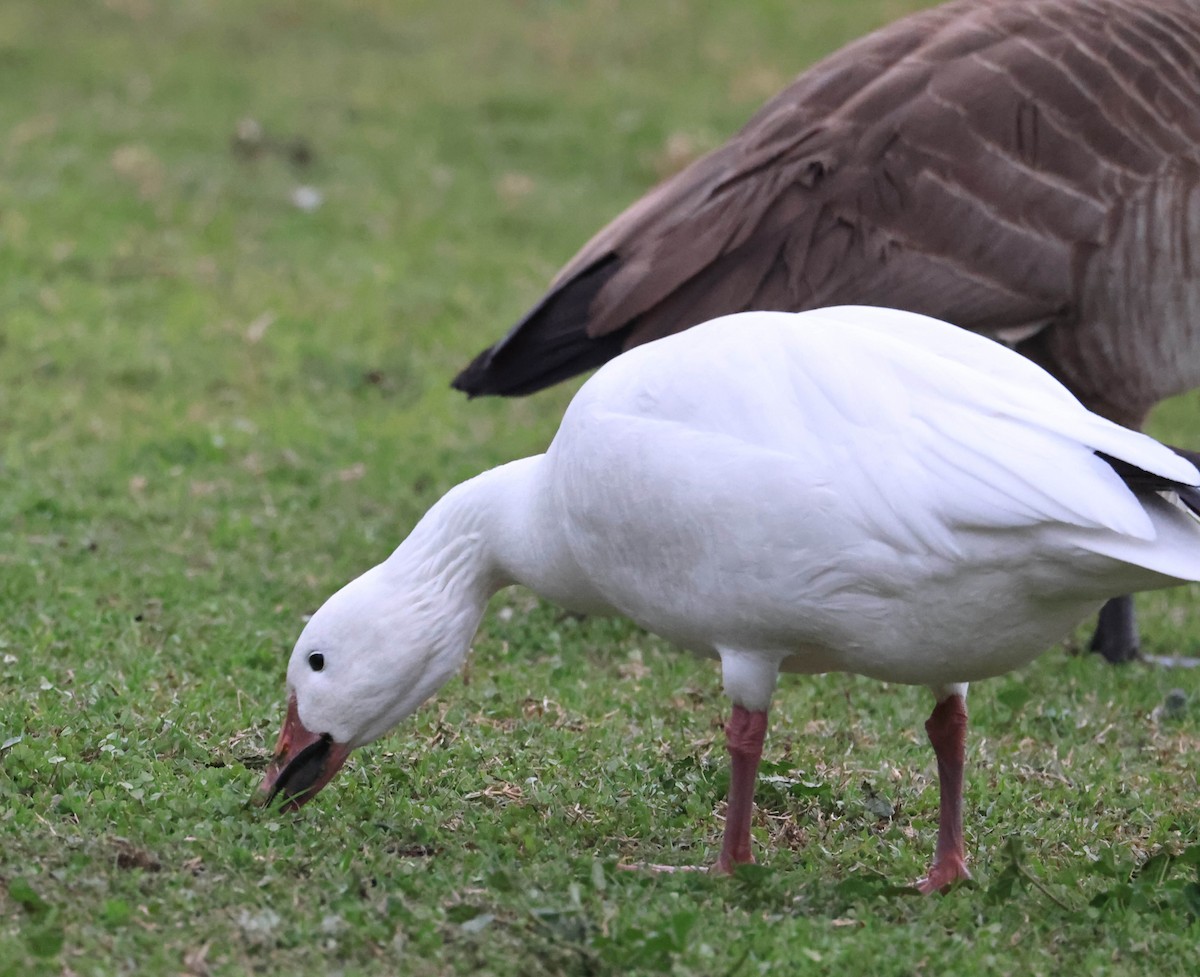 ハクガン - ML647211865