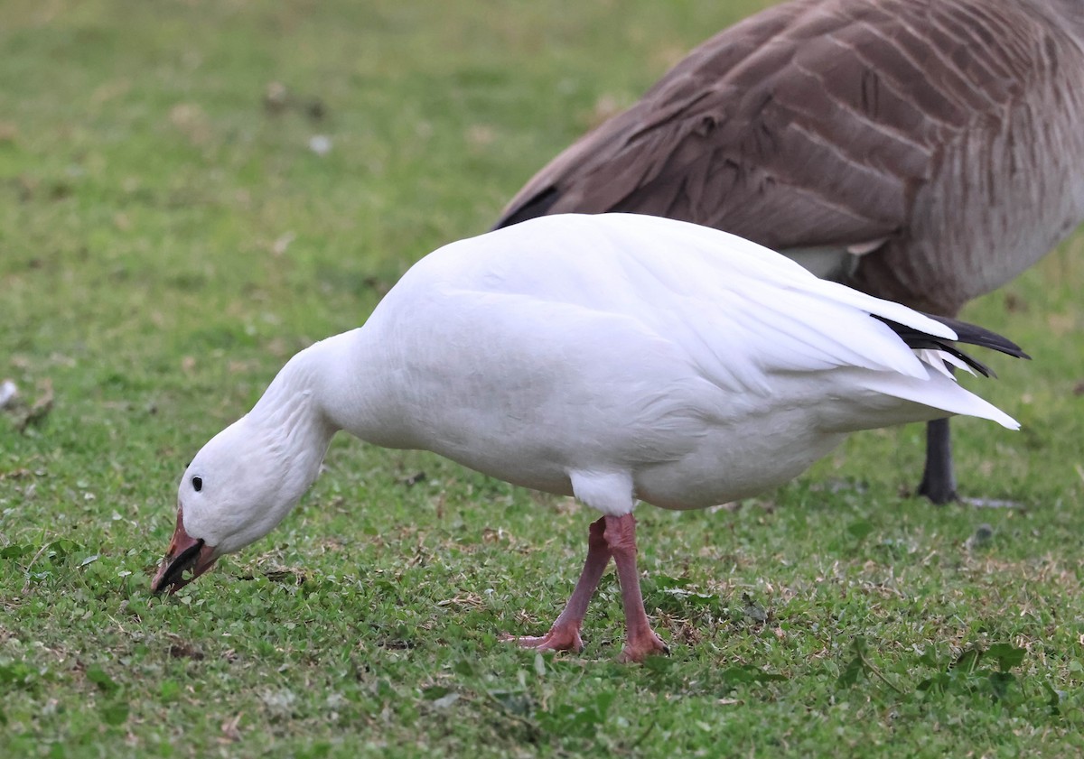 ハクガン - ML647211866