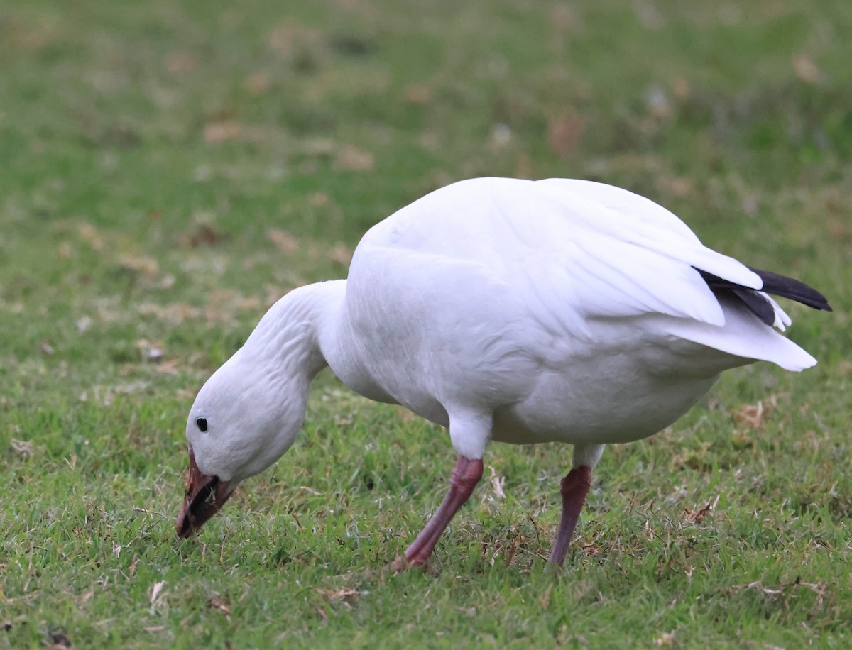 ハクガン - ML647211867