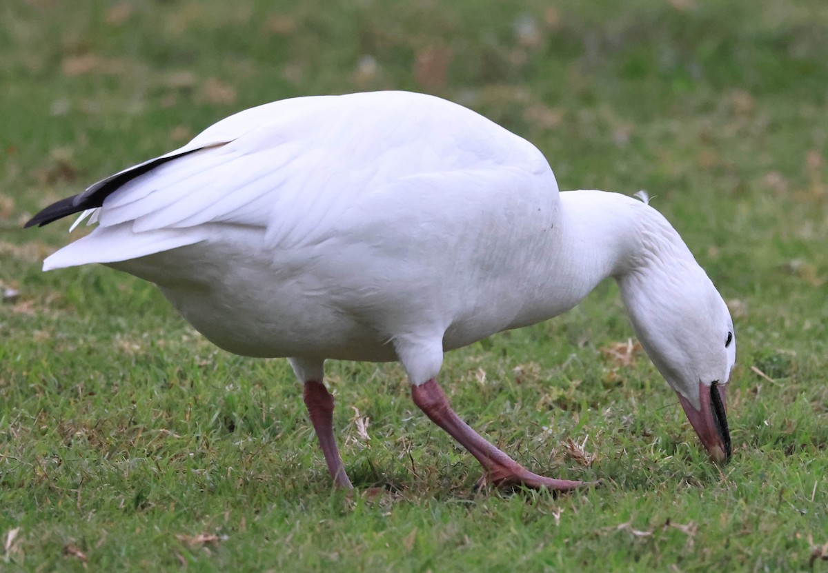 ハクガン - ML647211868