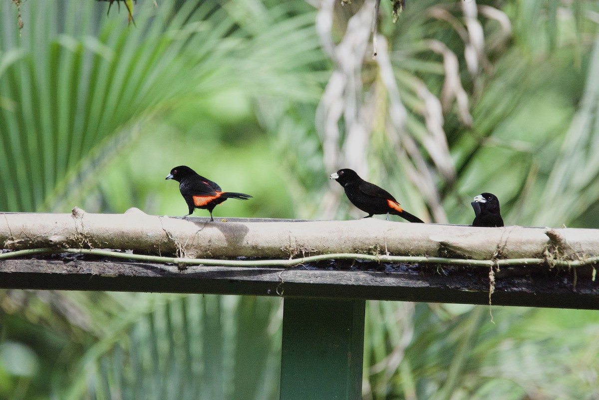 コシアカフウキンチョウ - ML647211869