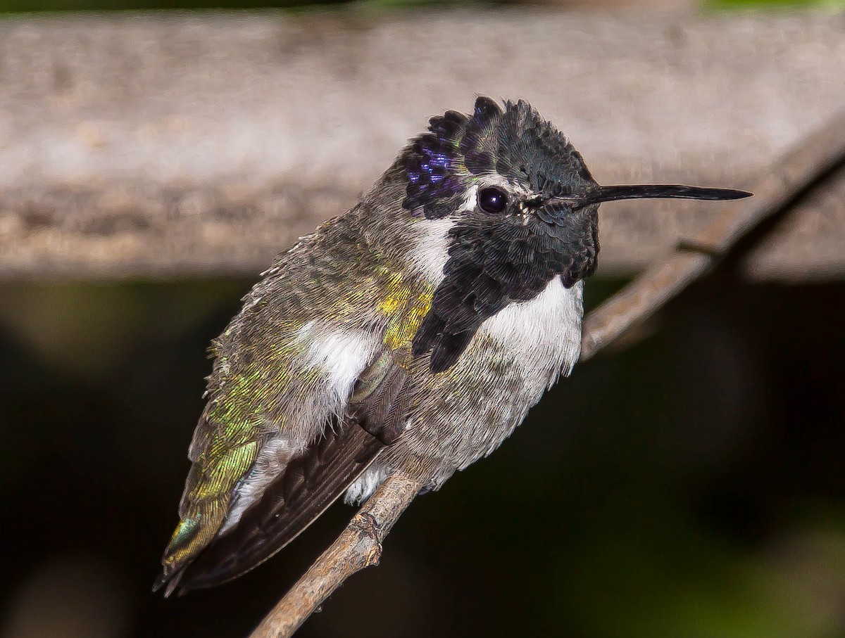 コスタハチドリ - ML647211871