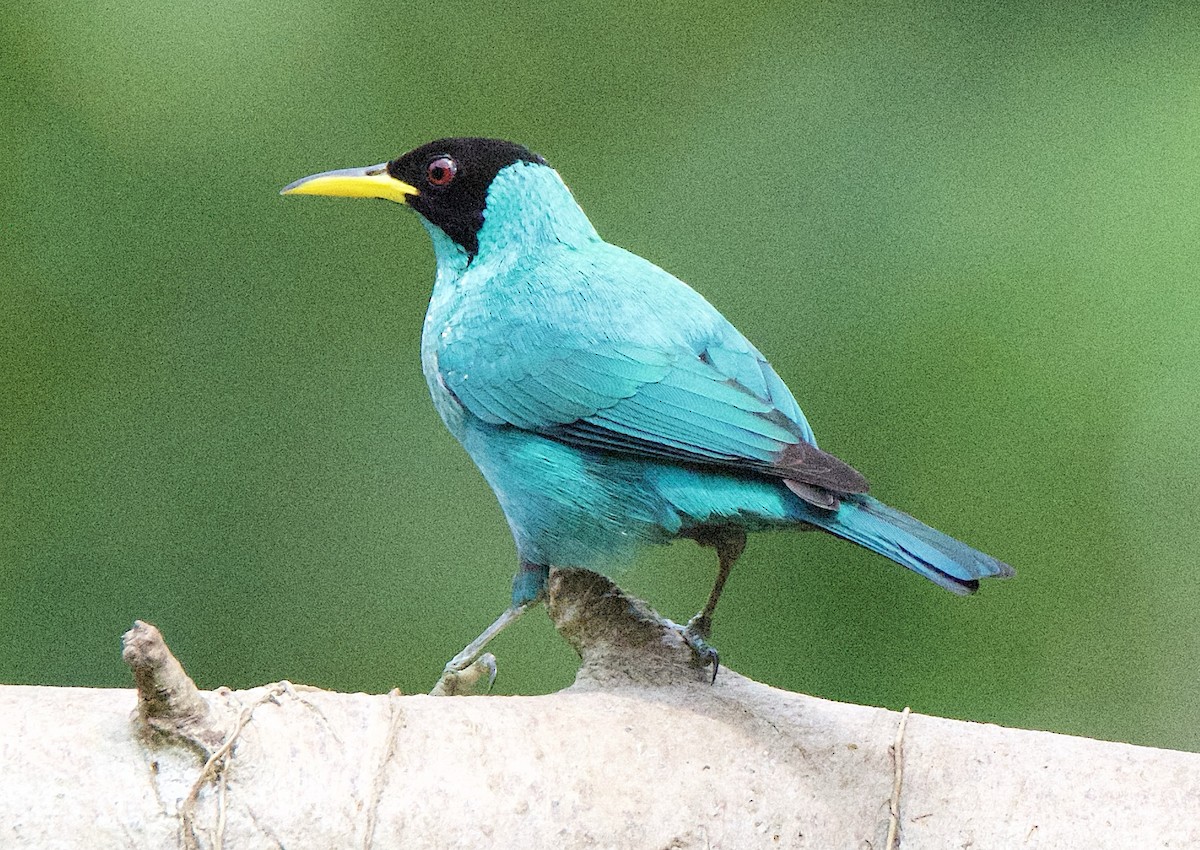 ズグロミツドリ - ML647211872