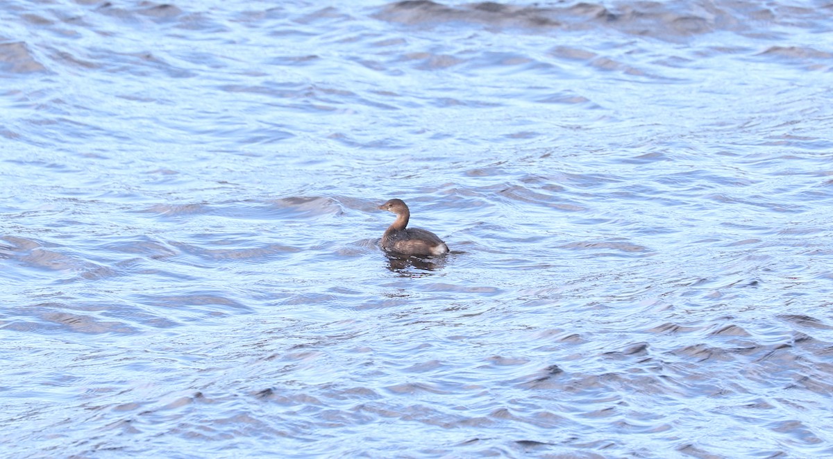 オビハシカイツブリ - ML647211873