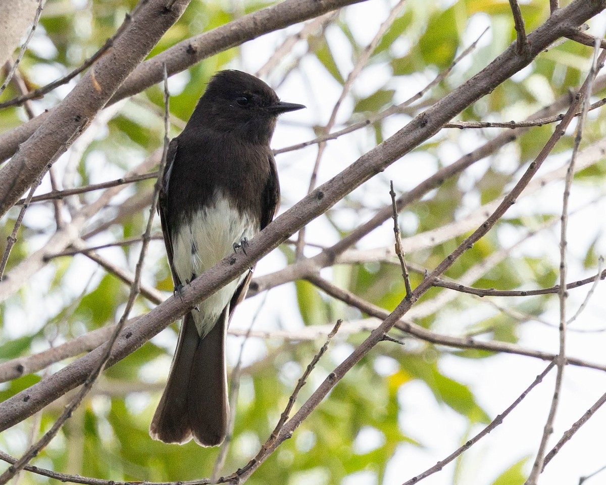 クロツキヒメハエトリ - ML647211876