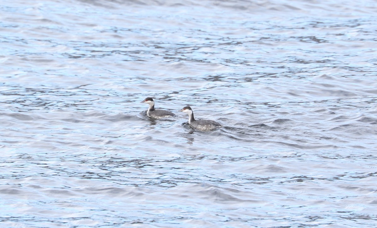 ミミカイツブリ - ML647211877