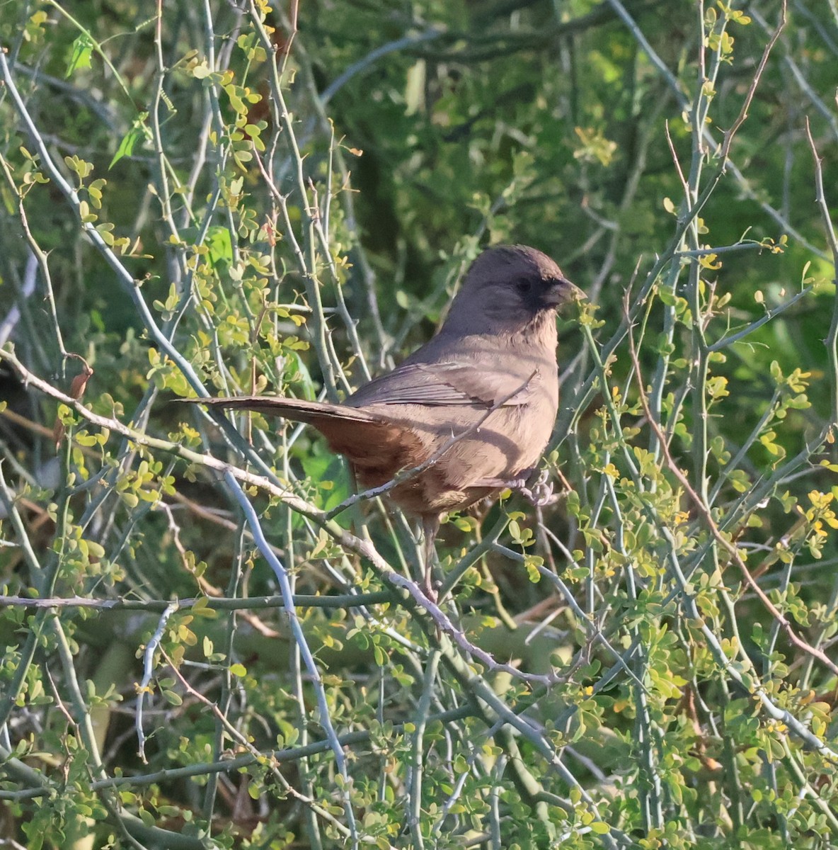 メグロトウヒチョウ - ML647211878