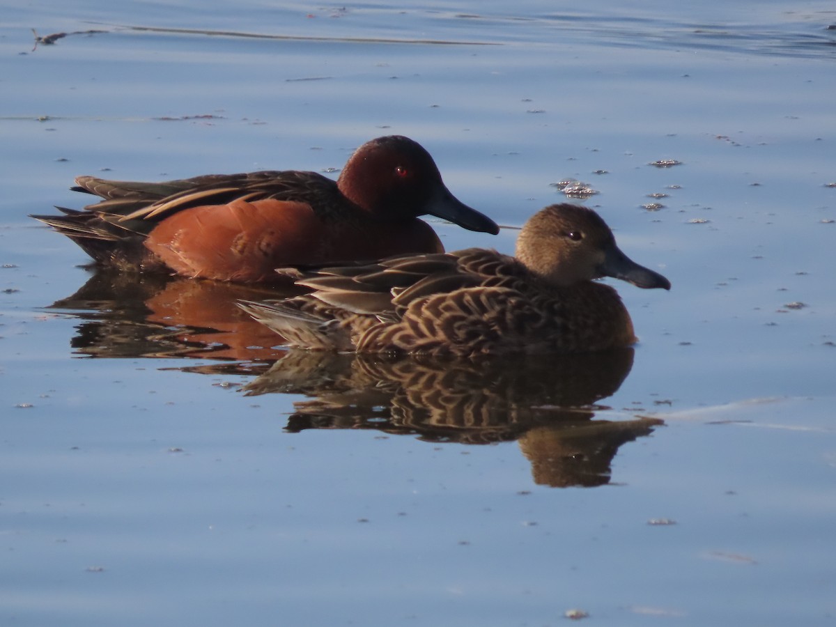 アカシマアジ - ML647211881