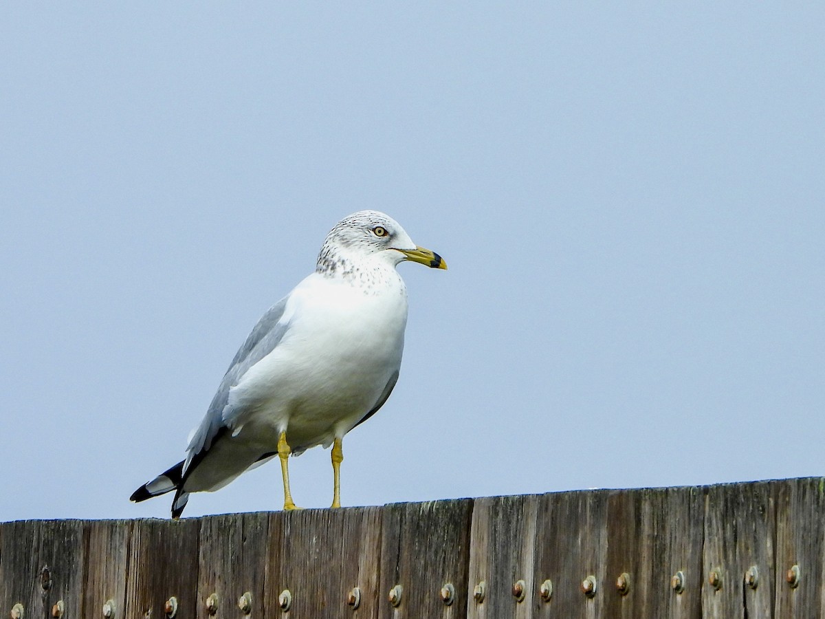 クロワカモメ - ML647211883