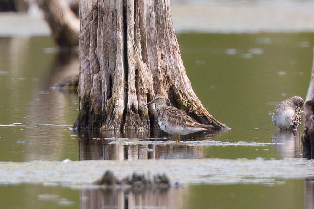 アメリカウズラシギ - ML647211884