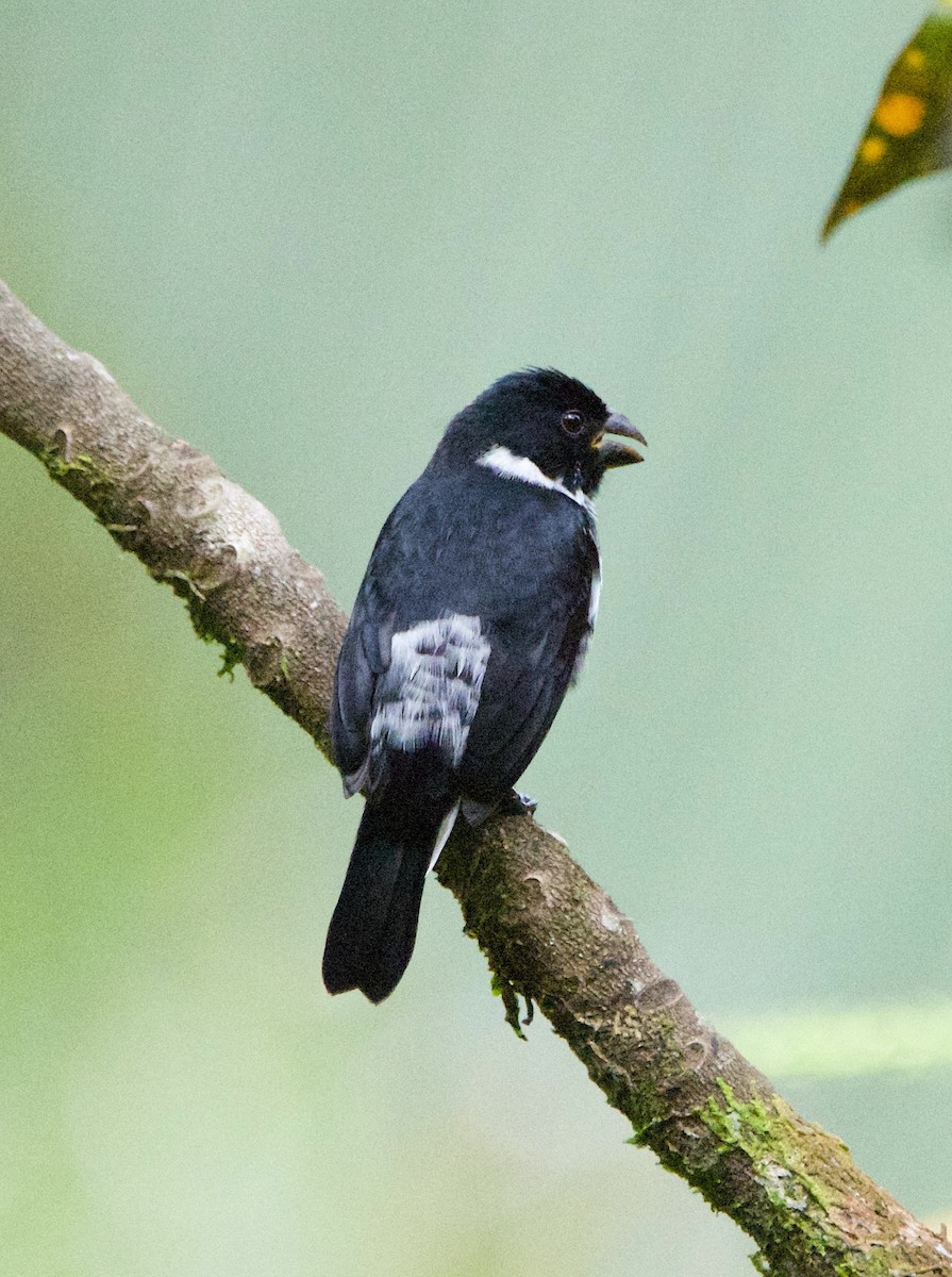 カワリヒメウソ - ML647211885