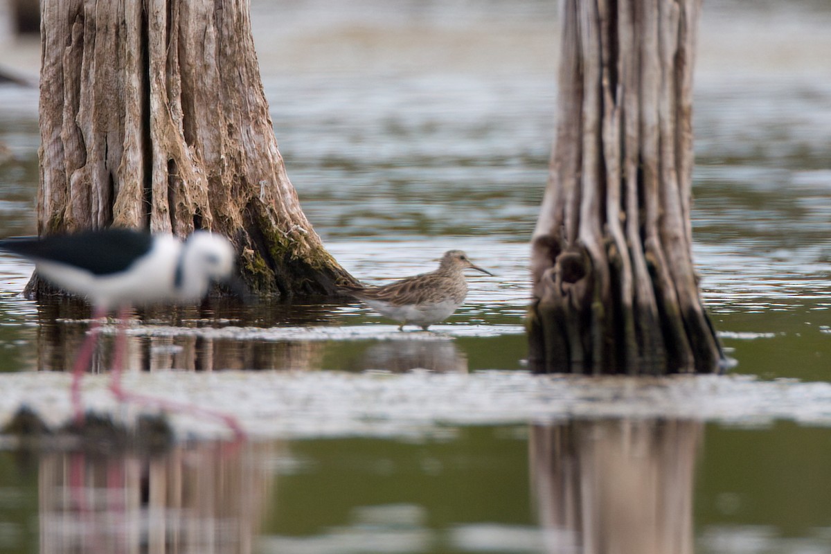 Побережник арктичний - ML647211886
