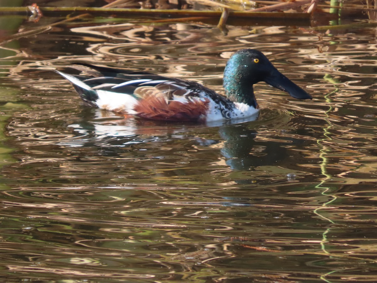 ハシビロガモ - ML647211888