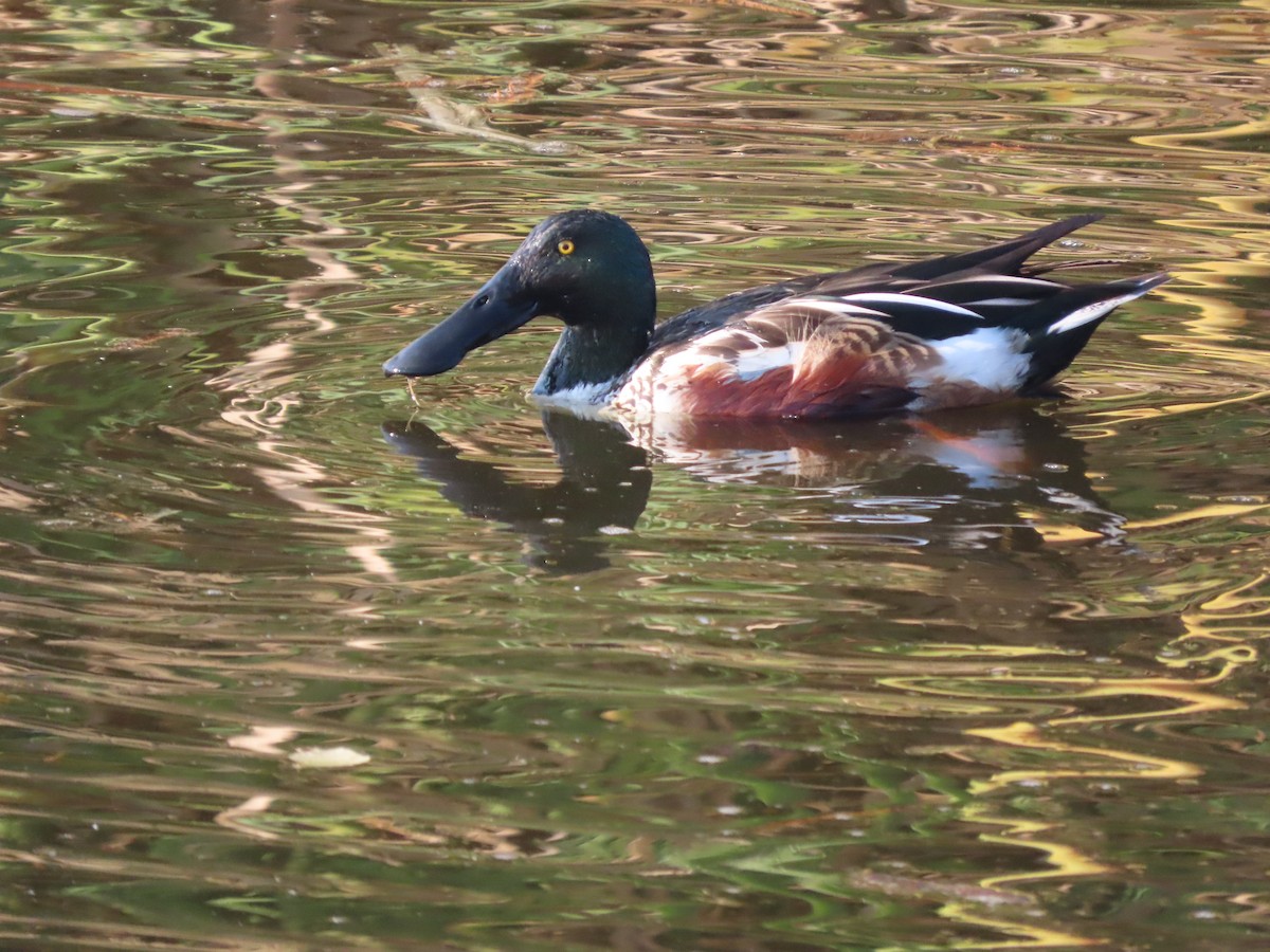 ハシビロガモ - ML647211889