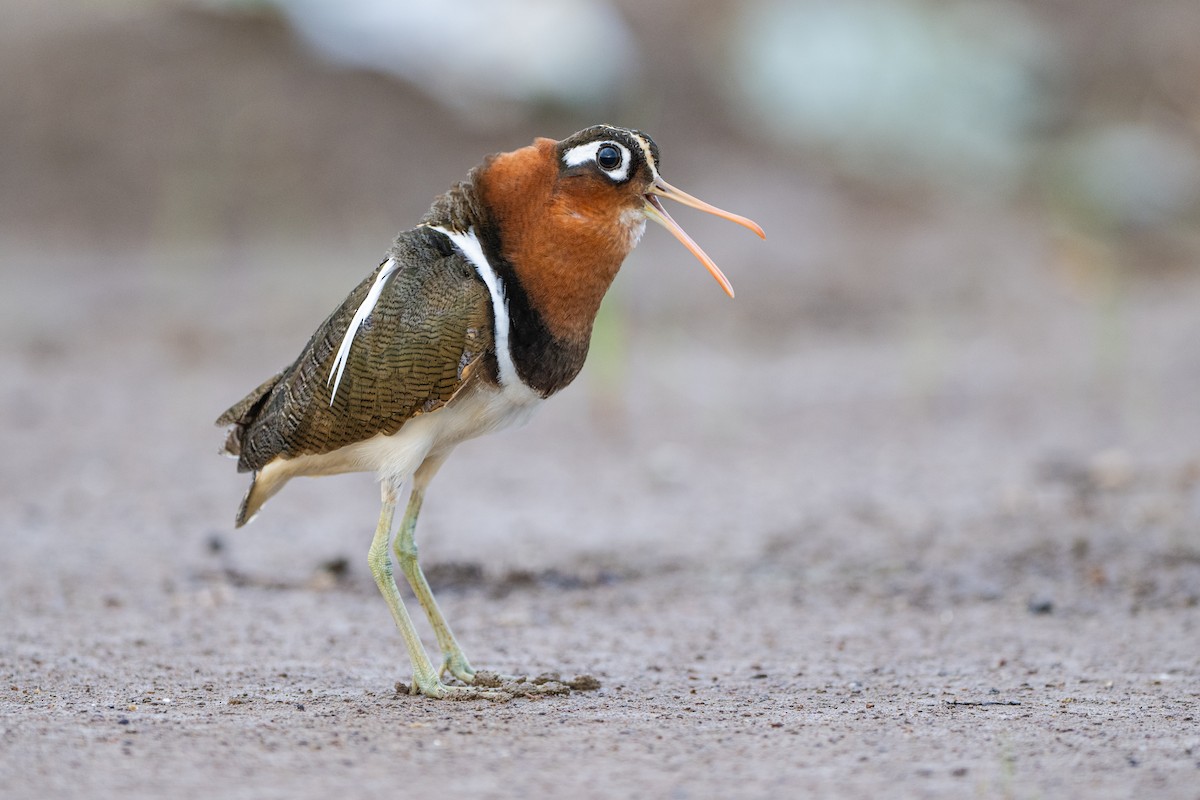 Greater Painted-Snipe - ML647211891