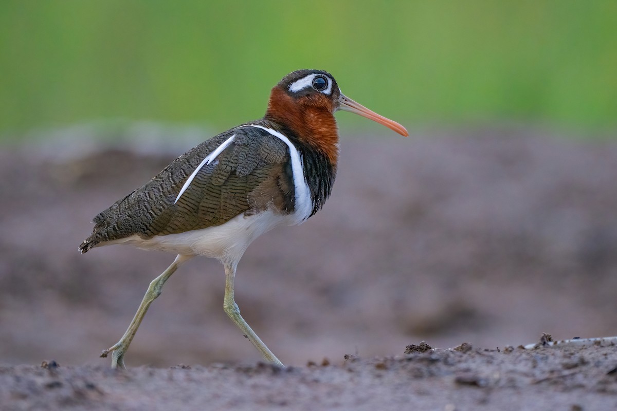 Greater Painted-Snipe - ML647211892