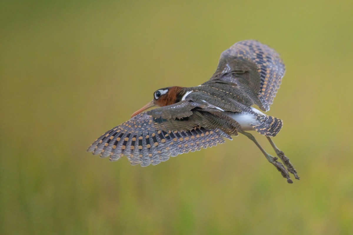 Greater Painted-Snipe - ML647211893