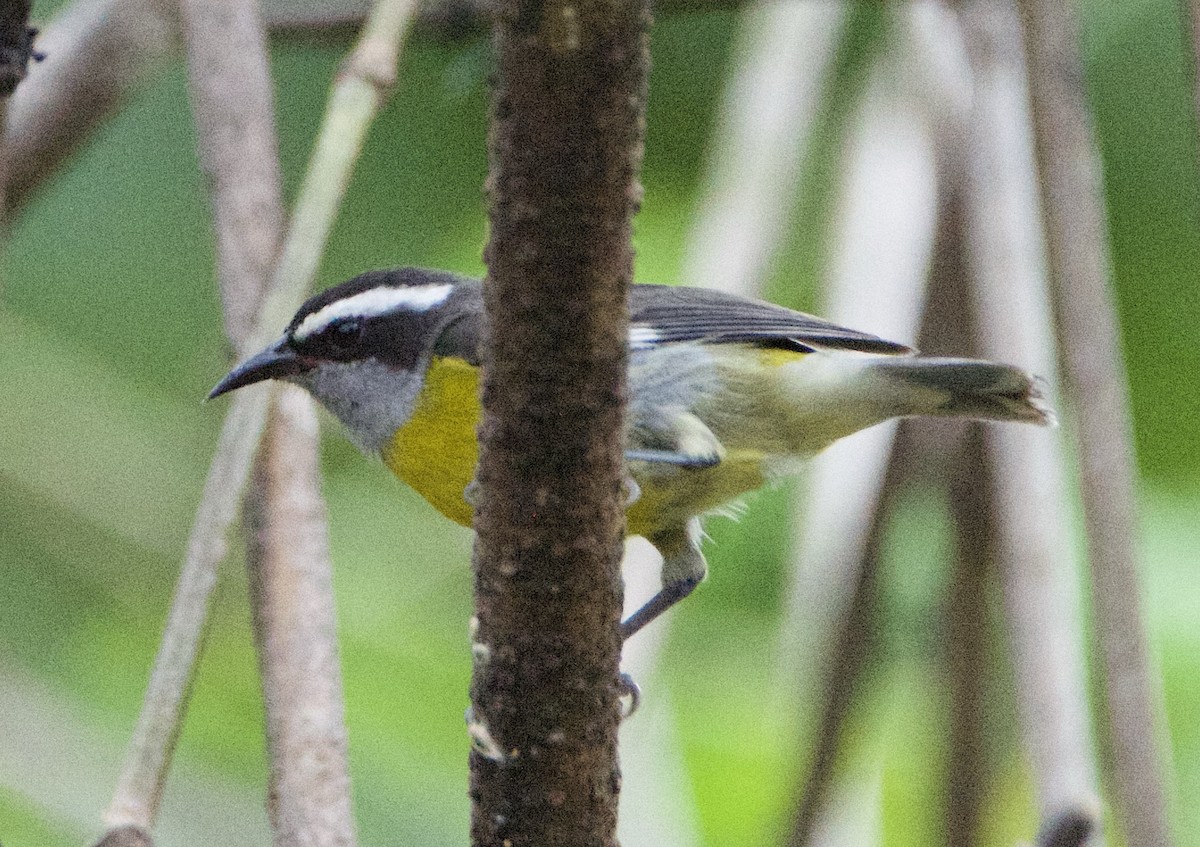 Sucrier à ventre jaune - ML647211894