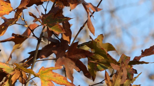 Black-throated Blue Warbler - ML647211895