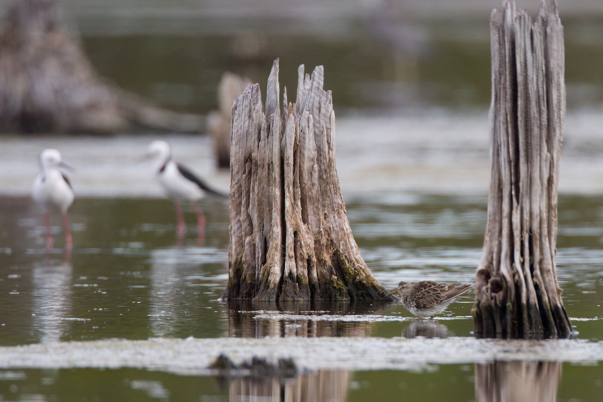 Побережник арктичний - ML647211896