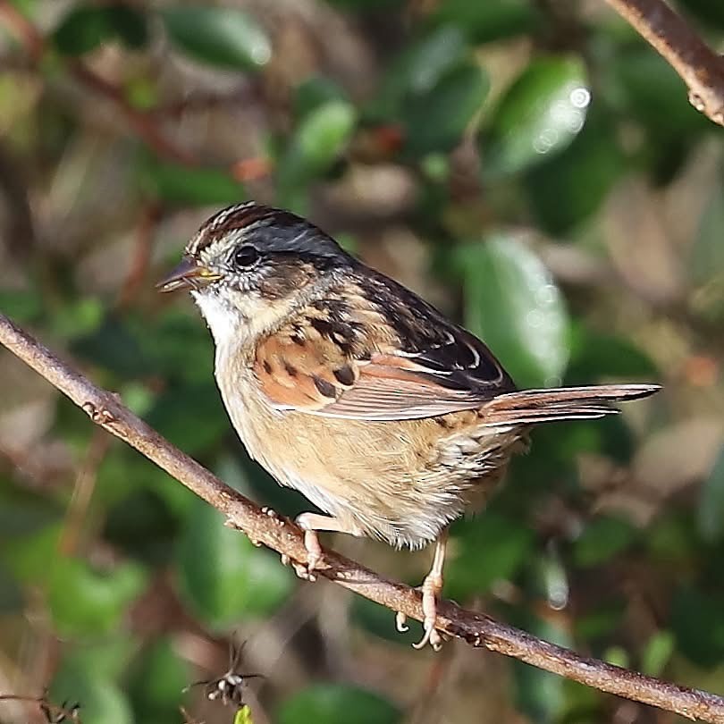 Swamp Sparrow - ML647211906