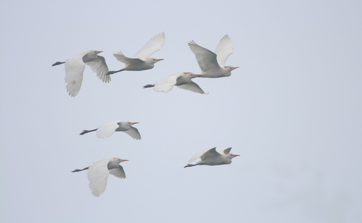 Western Cattle-Egret - ML647211918