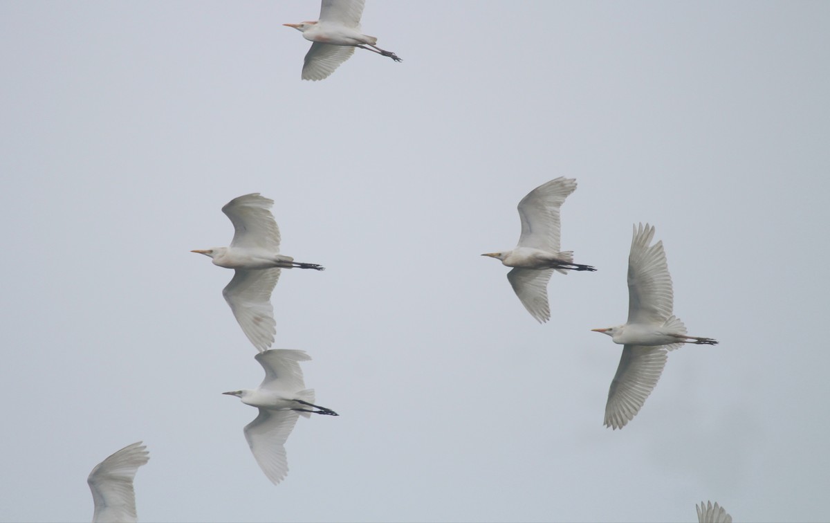 Western Cattle-Egret - ML647211925