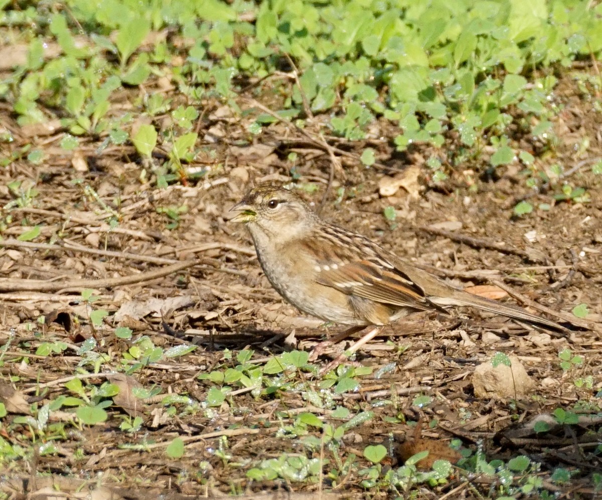 Golden-crowned Sparrow - ML647211928