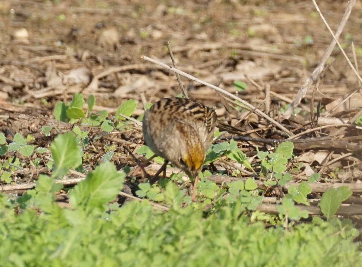 Golden-crowned Sparrow - ML647211929