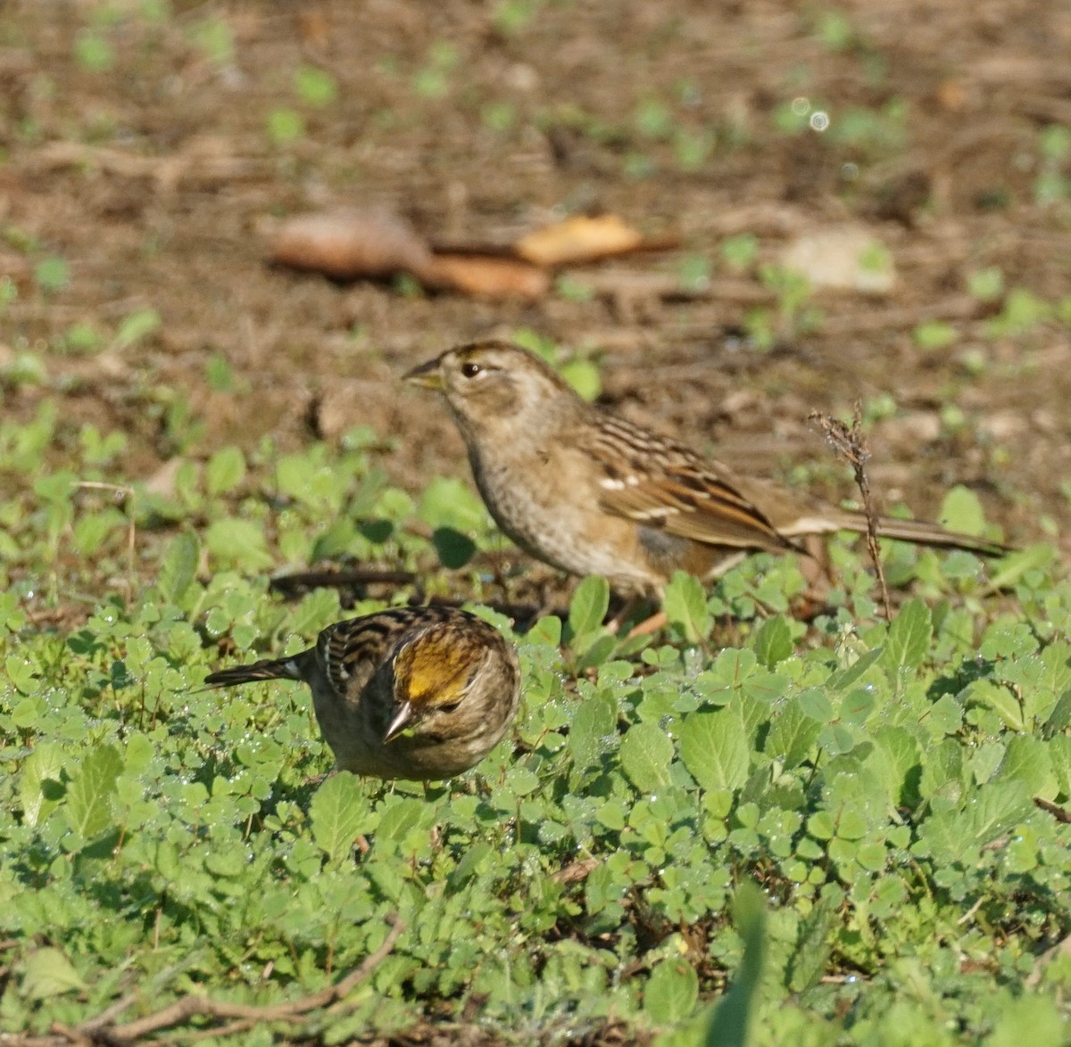 Golden-crowned Sparrow - ML647211930