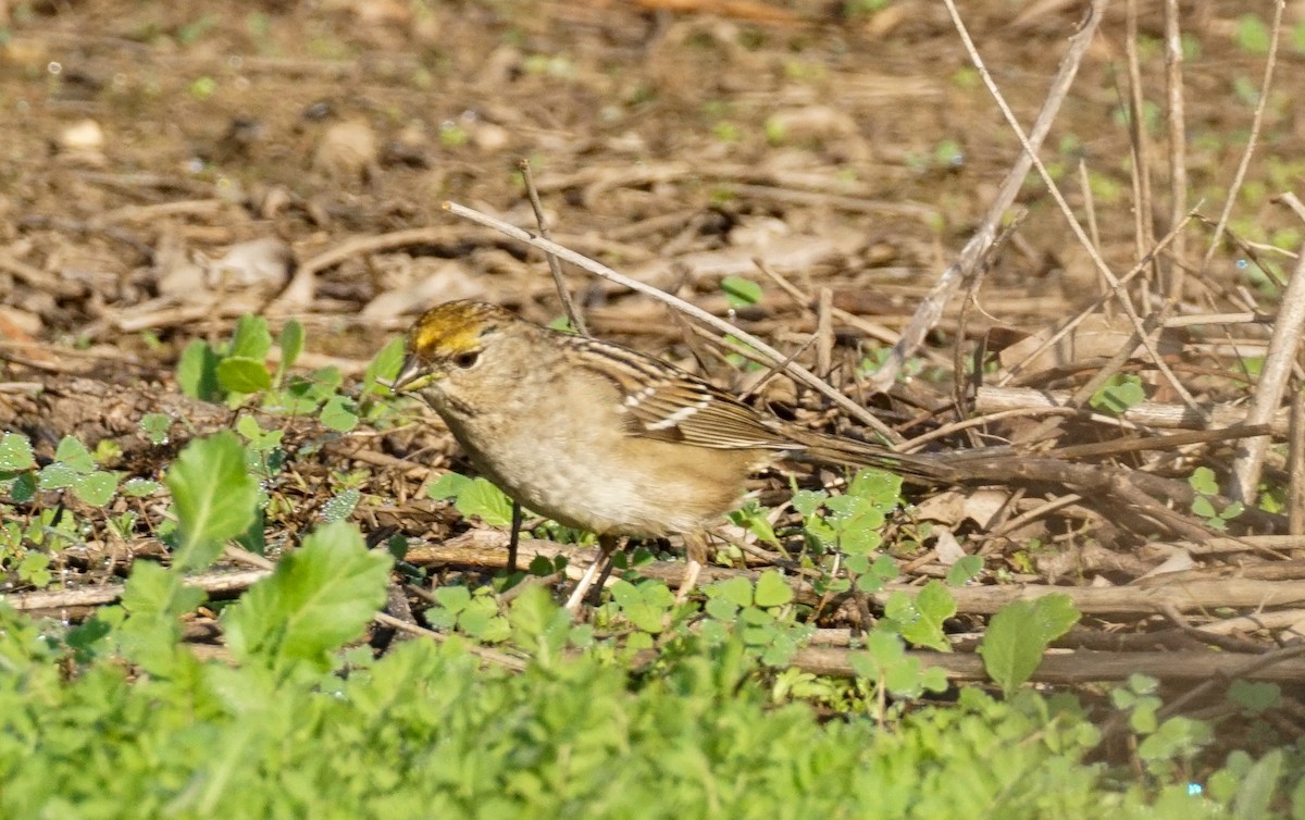Golden-crowned Sparrow - ML647211931