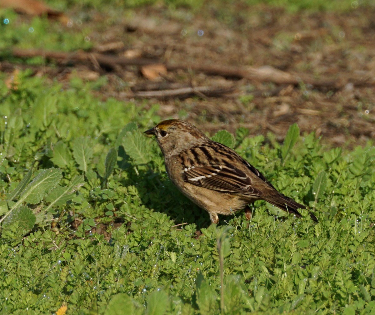Golden-crowned Sparrow - ML647211932