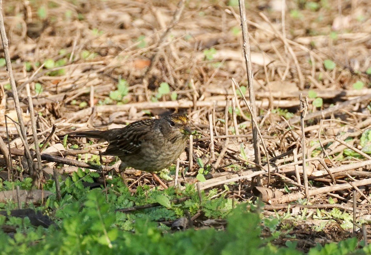 Golden-crowned Sparrow - ML647211933