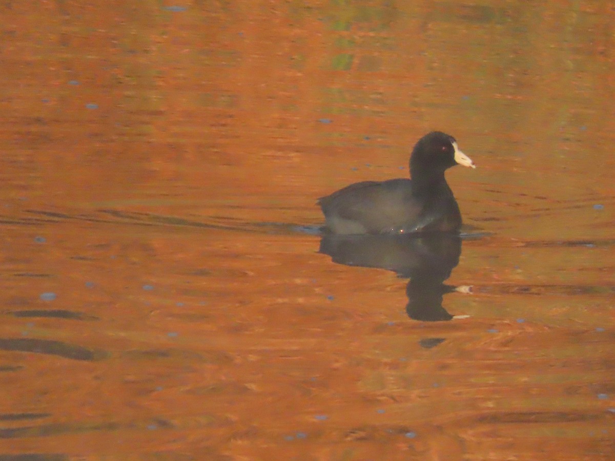 American Coot (Red-shielded) - ML647211935