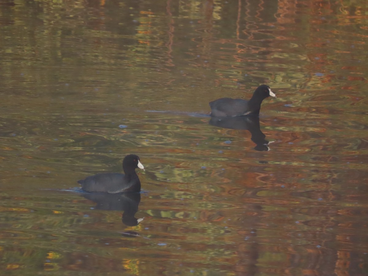 American Coot (Red-shielded) - ML647211936