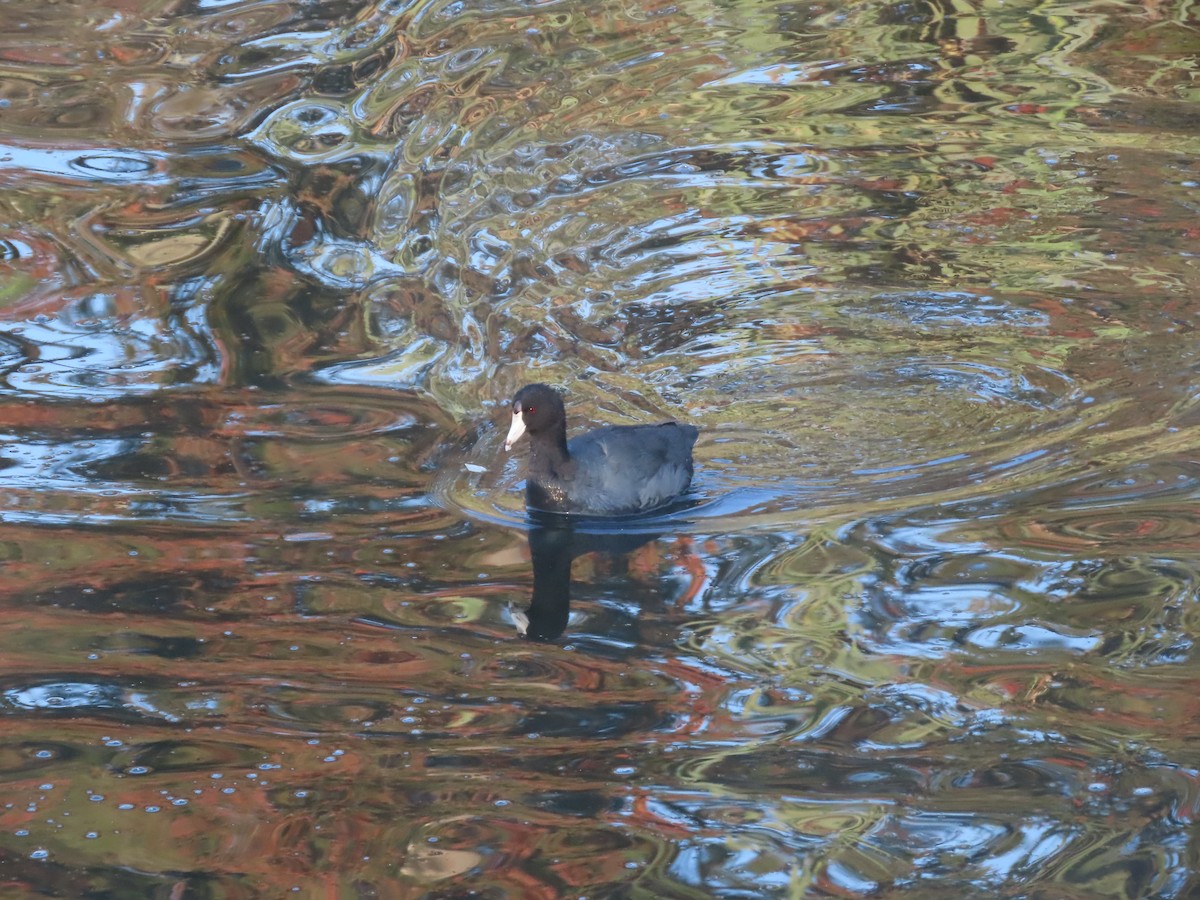American Coot (Red-shielded) - ML647211937