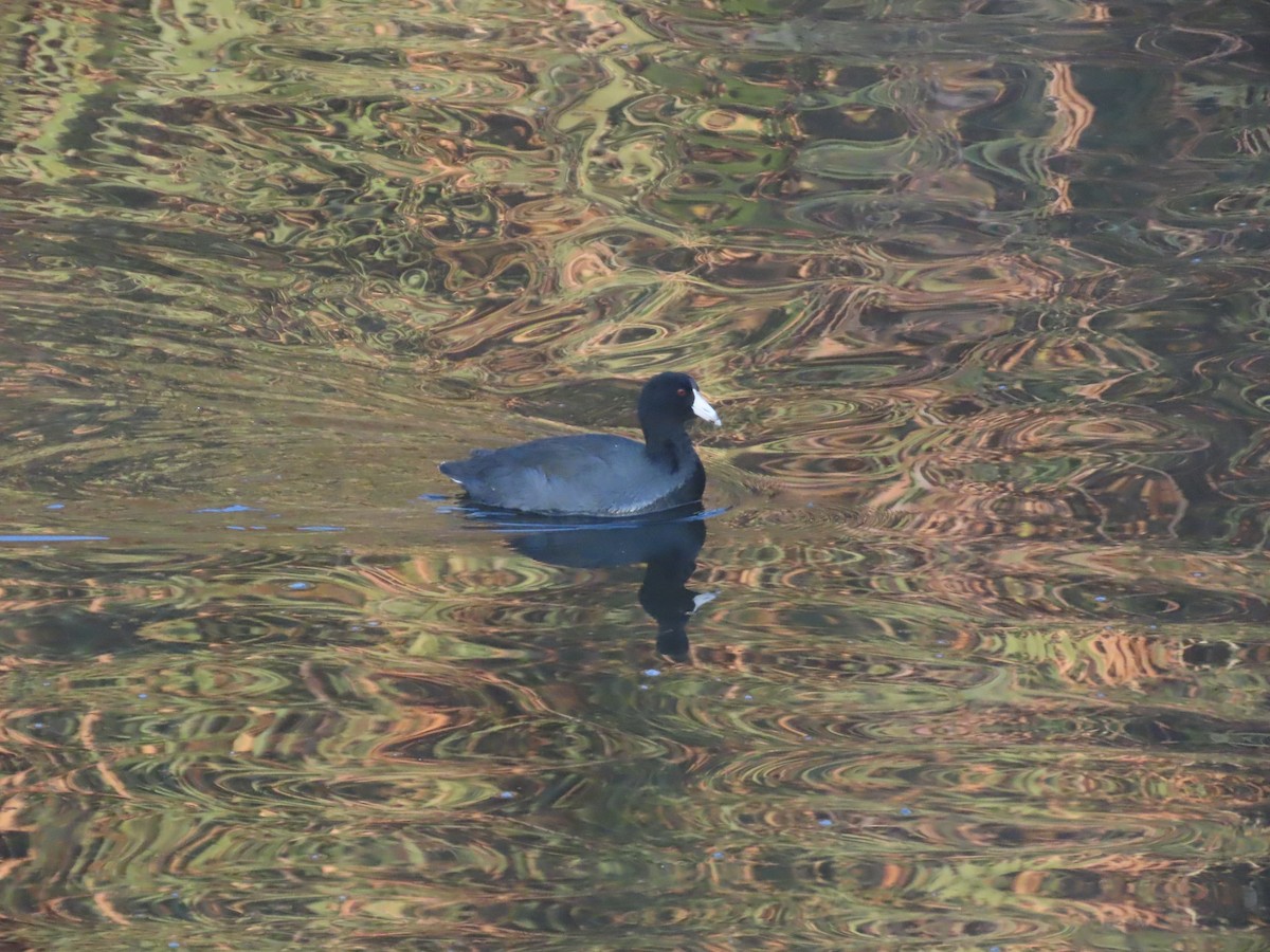 American Coot (Red-shielded) - ML647211938