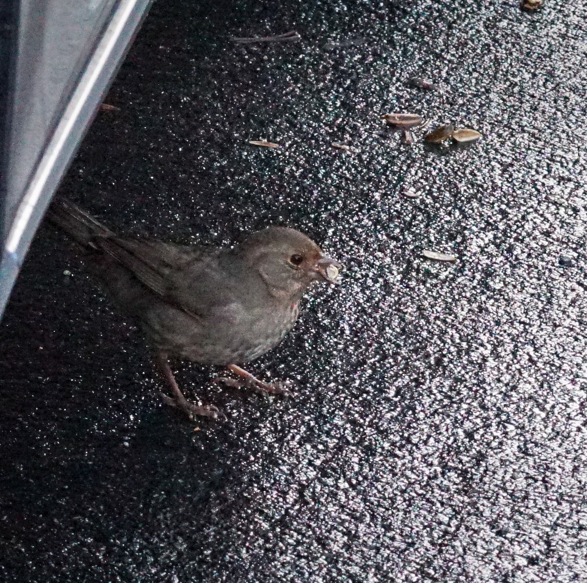 California Towhee - ML647211940