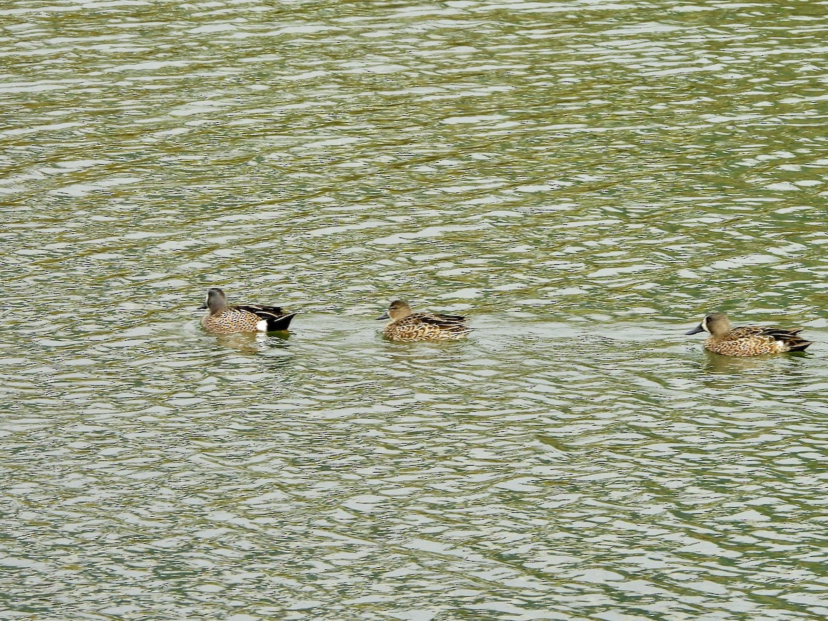 Blue-winged Teal - ML647211941