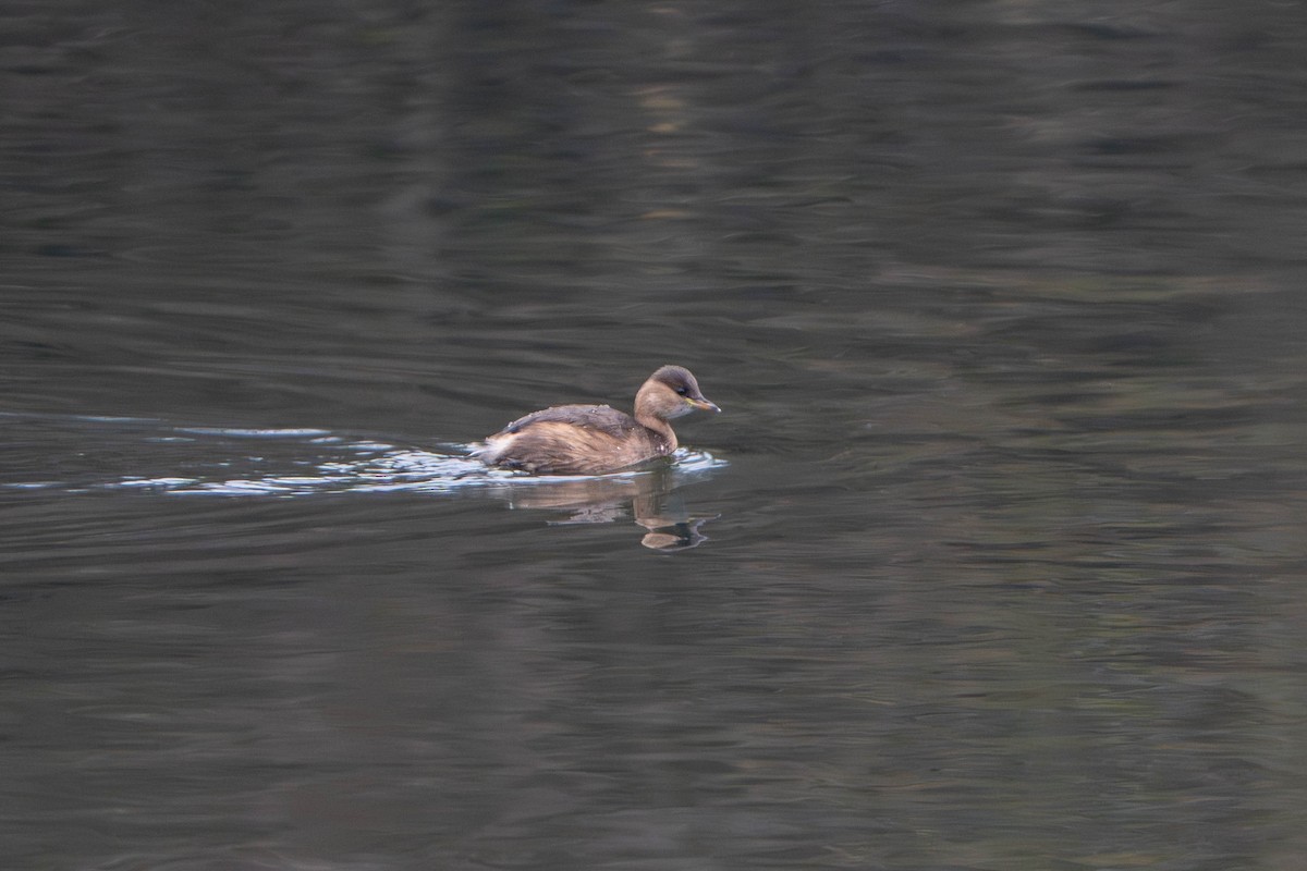 小鸊鷉 - ML647211942