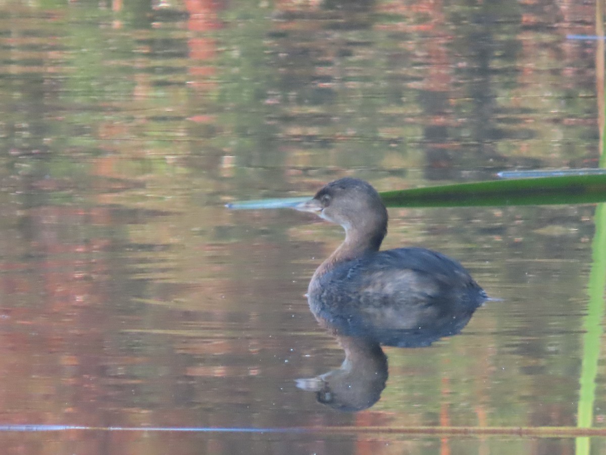 Pied-billed Grebe - ML647211943