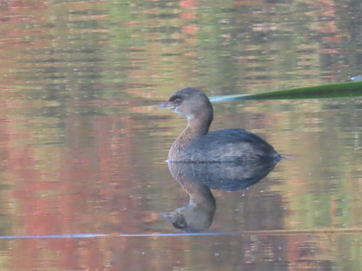 Pied-billed Grebe - ML647211944
