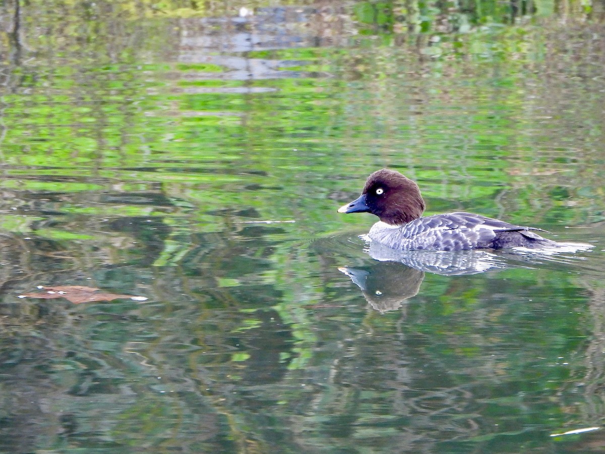 鵲鴨 - ML647211945