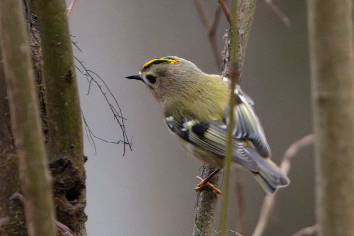 戴菊鳥 - ML647211946