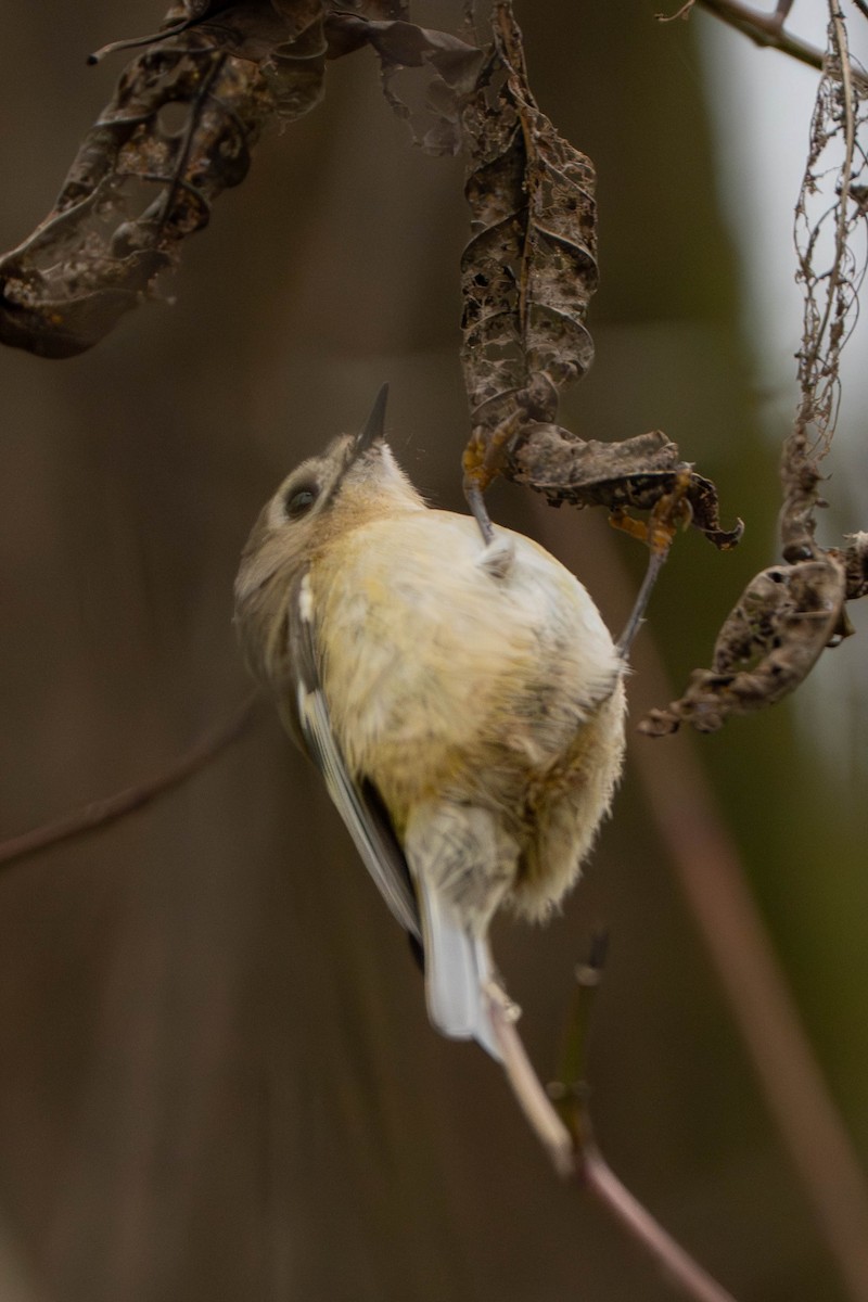 戴菊鳥 - ML647211947