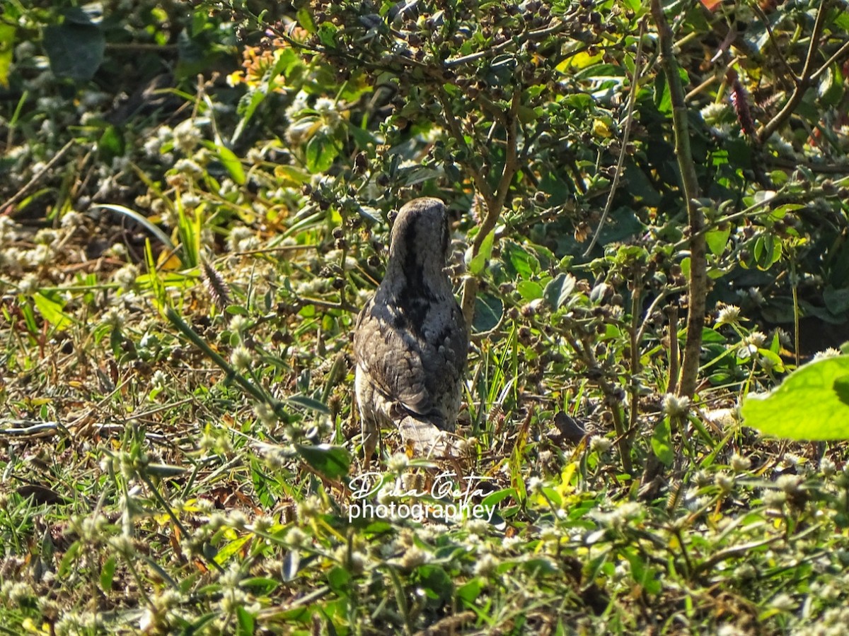 地啄木 - ML647211948